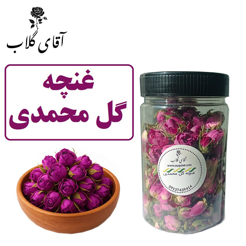 غنچه گل محمدی